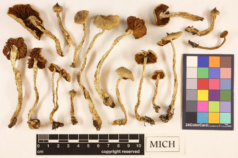 Cortinarius subcuspidatus image