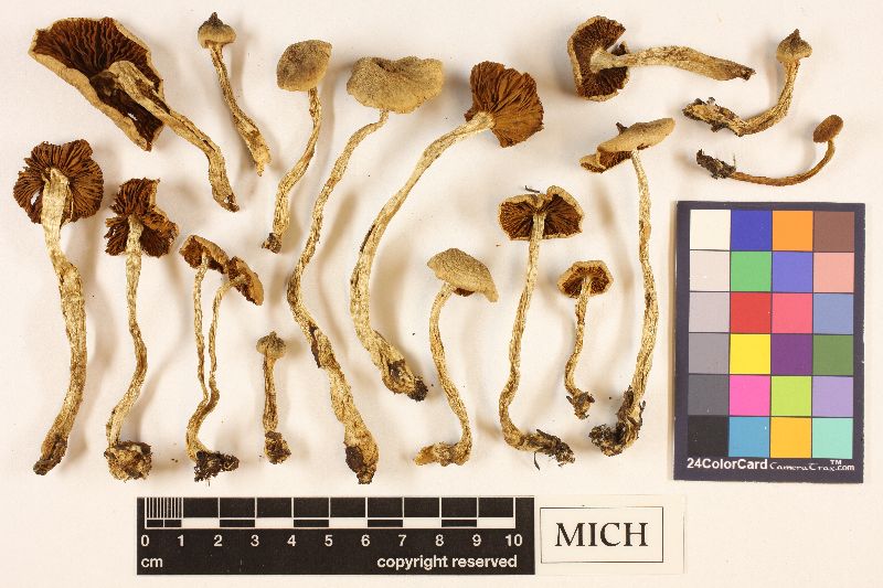 Cortinarius subcuspidatus image