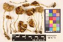 Cortinarius subcuspidatus image