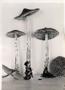 Cortinarius subcuspidatus image