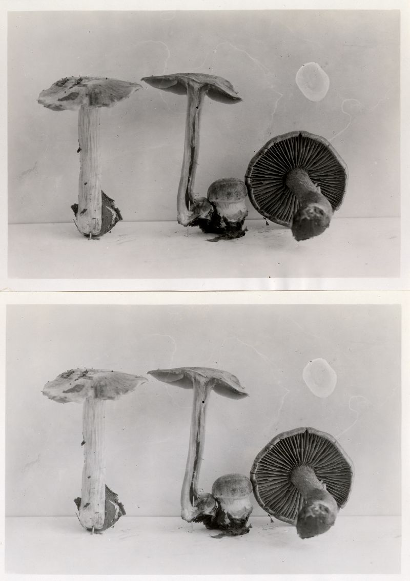 Cortinarius subtabularis image