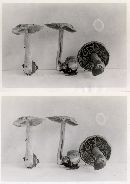 Cortinarius subtabularis image