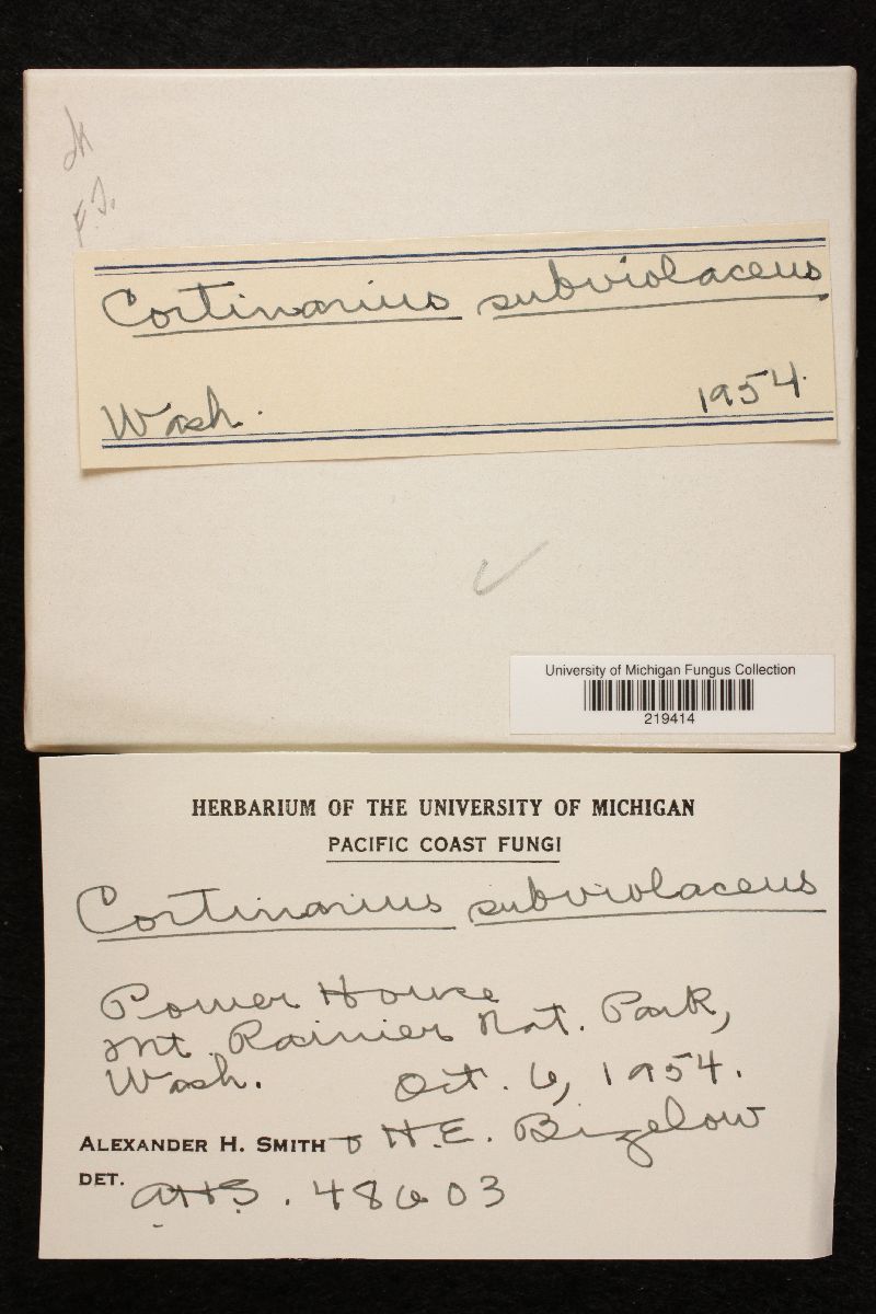 Cortinarius subviolascens image