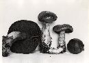 Cortinarius subtortus image