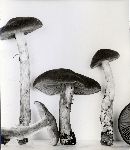 Cortinarius superbus image