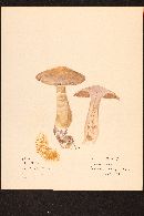 Cortinarius torvus image