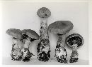 Cortinarius torvus image