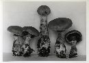 Cortinarius torvus image