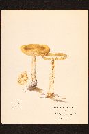 Cortinarius triumphans image