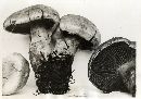 Cortinarius traganus image