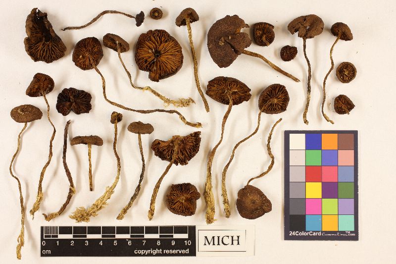 Cortinarius tubarius image