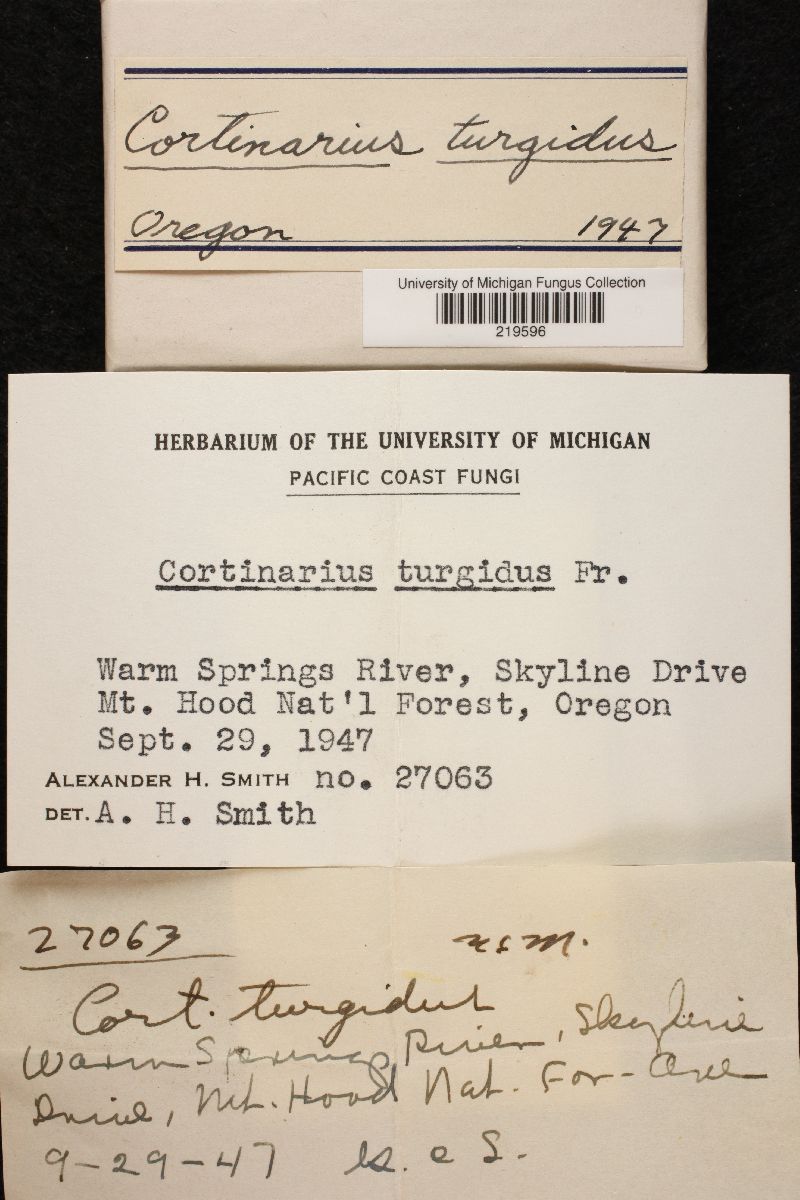 Cortinarius turgidus image