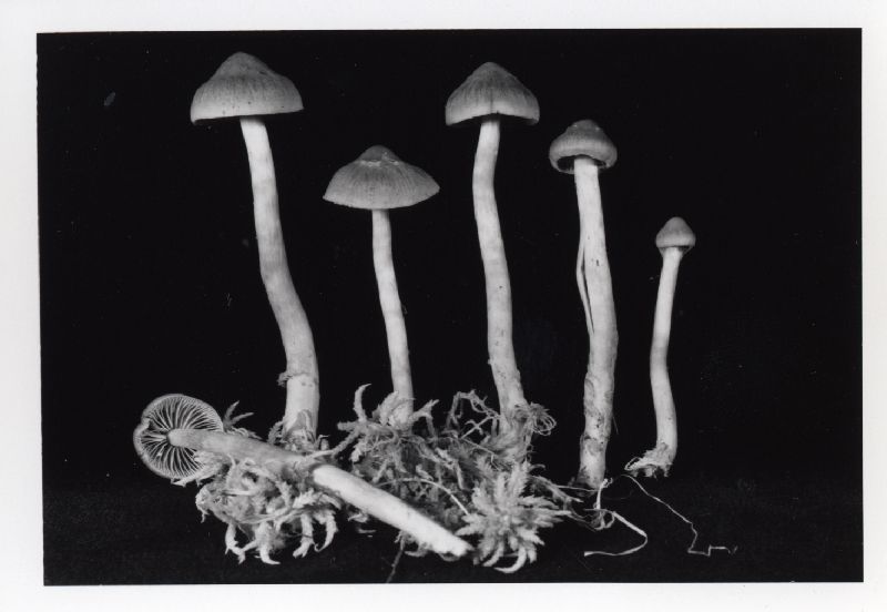 Cortinarius tubarius image