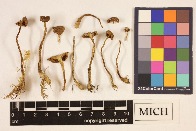 Cortinarius tubarius image