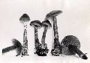 Cortinarius uraceus image