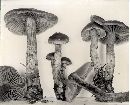 Cortinarius uraceus image