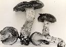 Cortinarius variicolor image