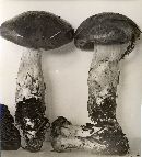 Cortinarius variicolor image