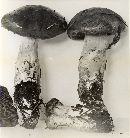 Cortinarius variicolor image