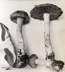 Cortinarius variicolor image