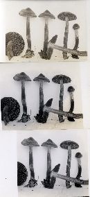 Cortinarius uraceus image