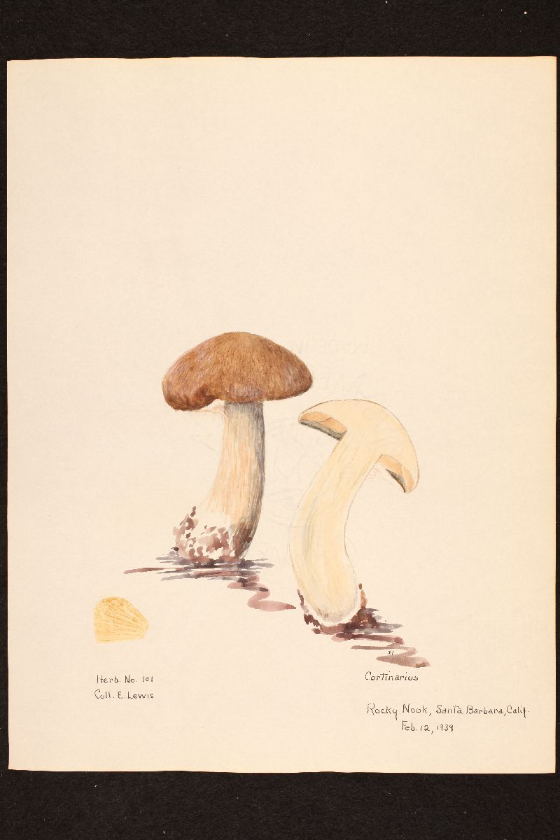 Cortinarius virgatus image