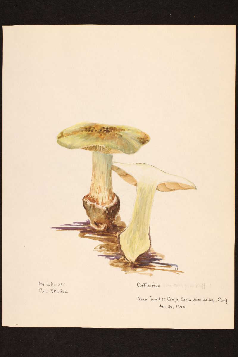 Cortinarius virentophyllus image