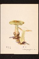 Cortinarius virentophyllus image