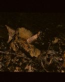 Cortinarius virentophyllus image