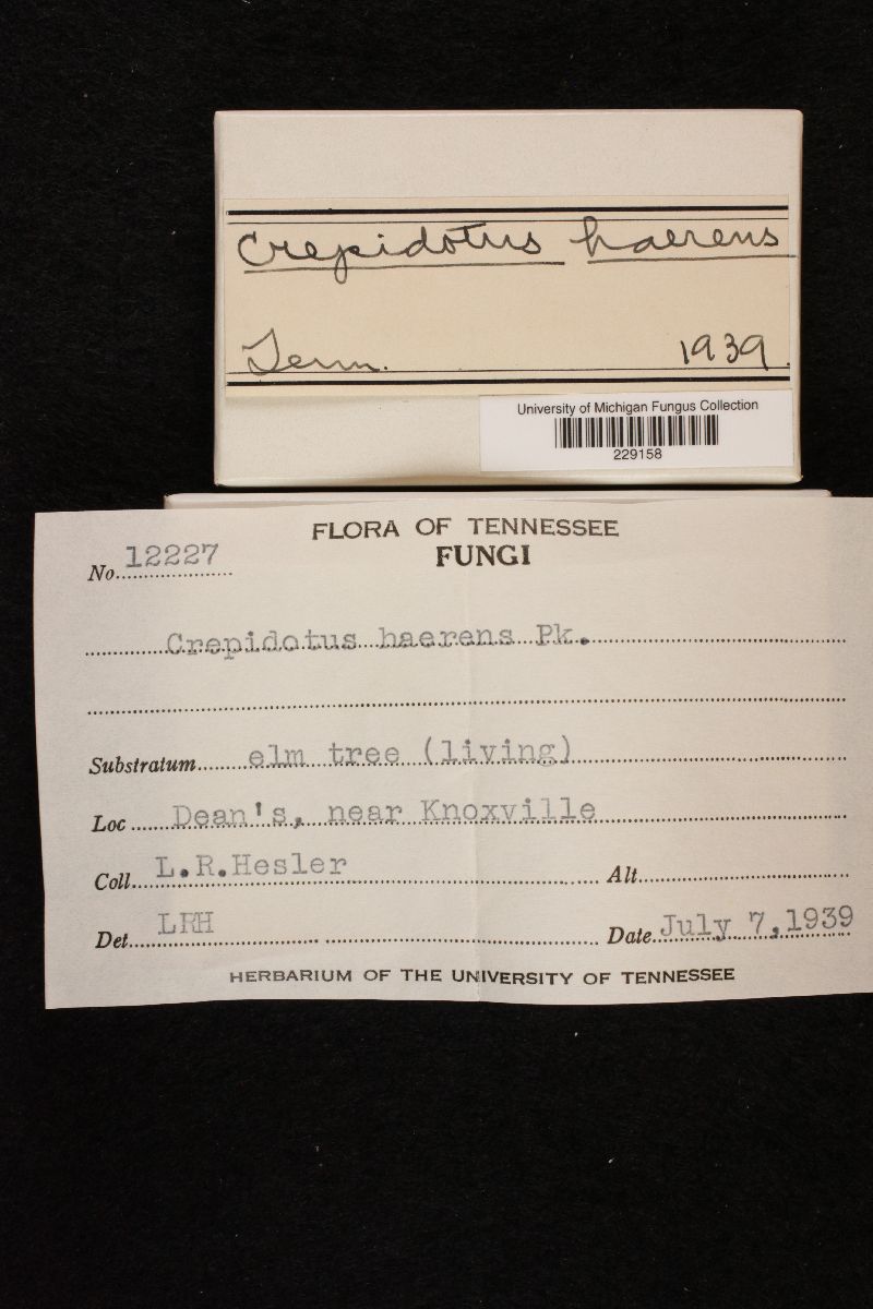 Crepidotus haerens image