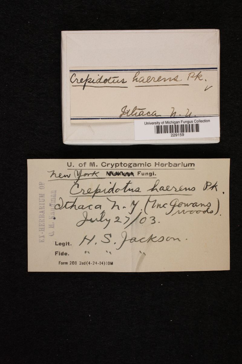 Crepidotus haerens image