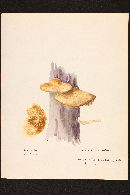 Crepidotus fulvotomentosus image