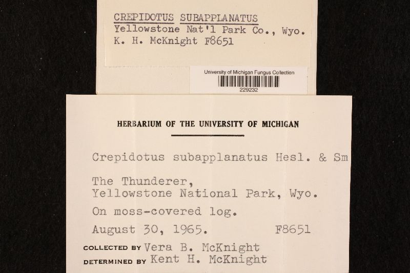 Crepidotus subapplanatus image