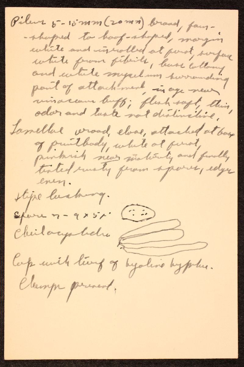 Crepidotus subverrucisporus var. megalosporus image