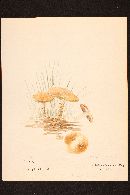 Pholiota highlandensis image