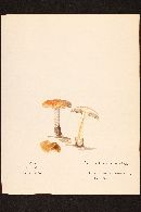 Pholiota lubrica image