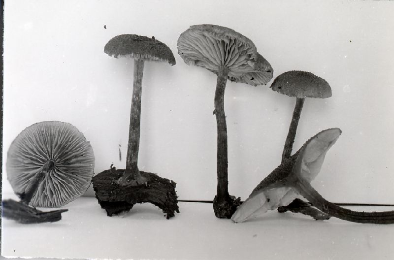 Flammulaster limulatus var. limulatus image
