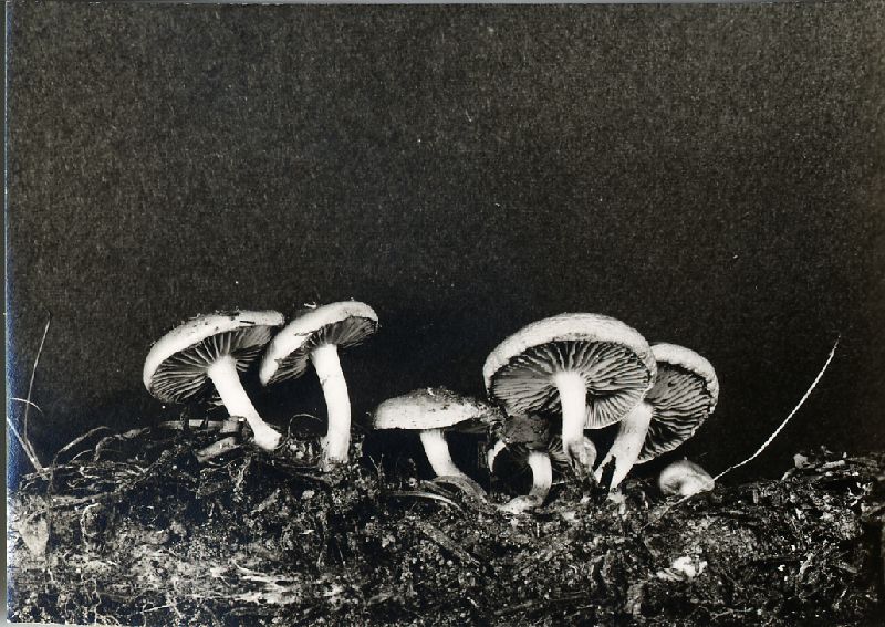 Flammula squalida image