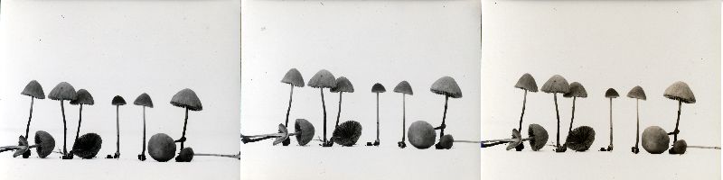 Galera capillaripes image