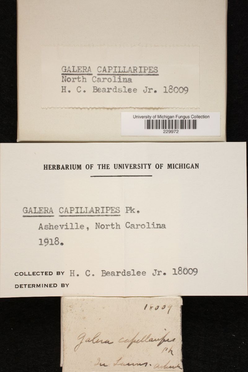 Galera capillaripes image