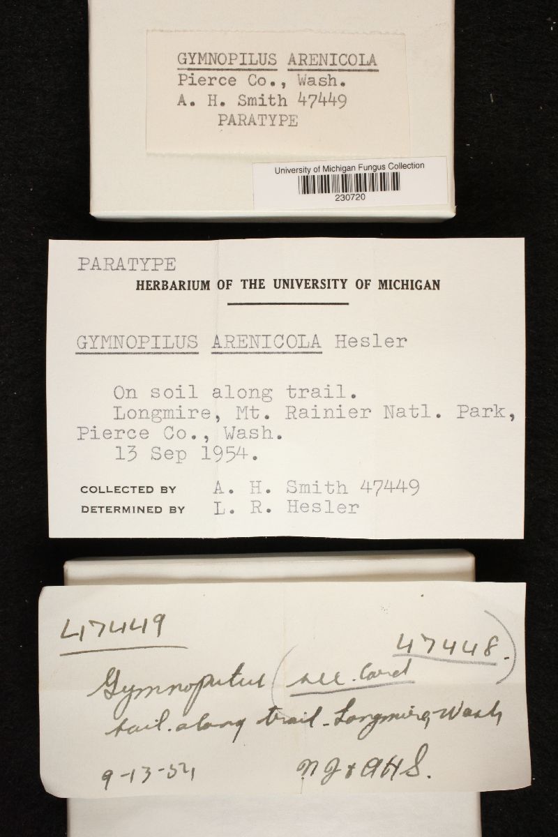Gymnopilus arenicola image