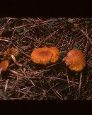 Gymnopilus croceoluteus image