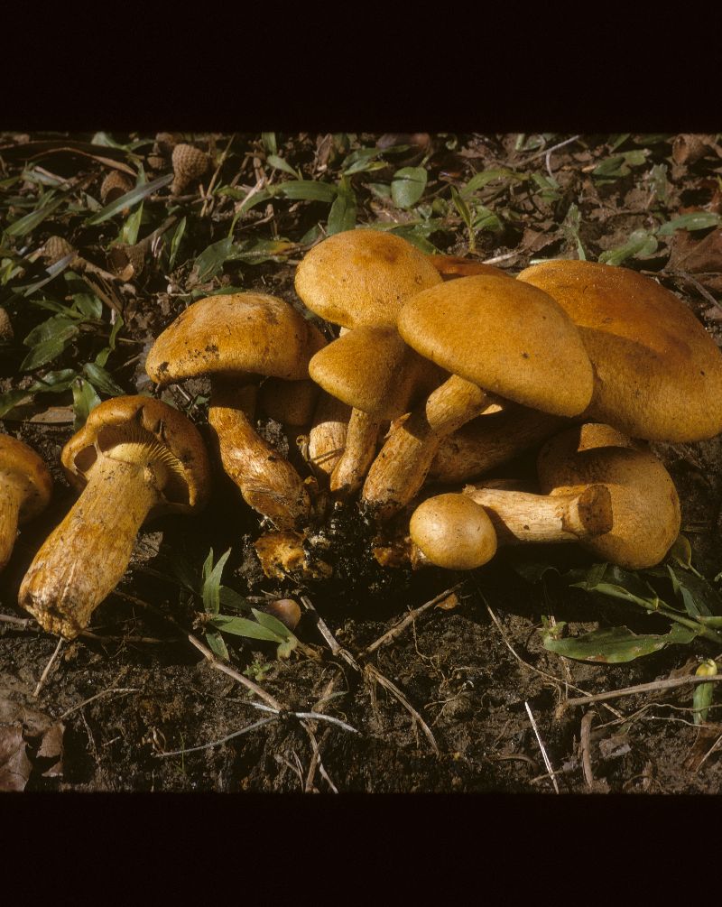 Gymnopilus armillatus image