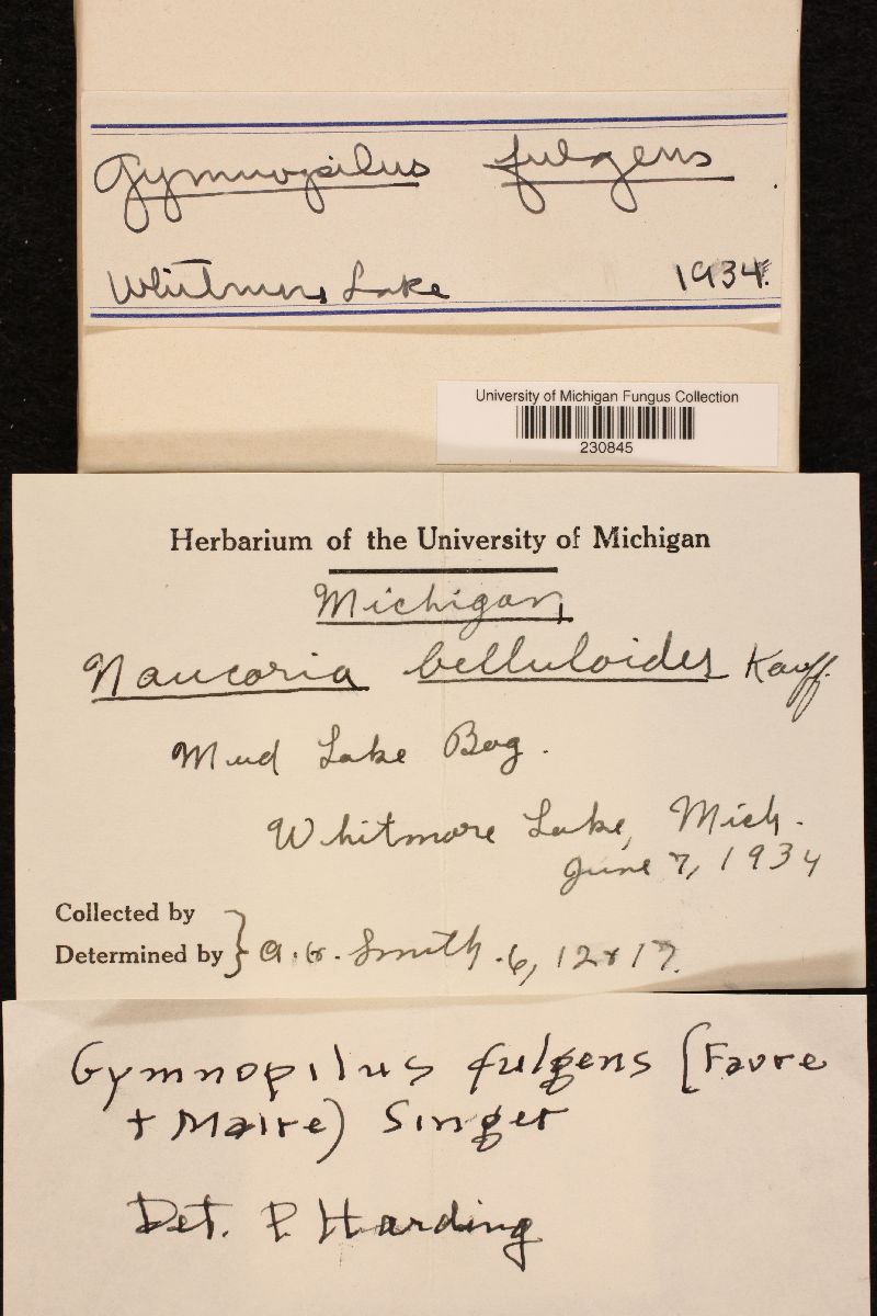 Gymnopilus fulgens image