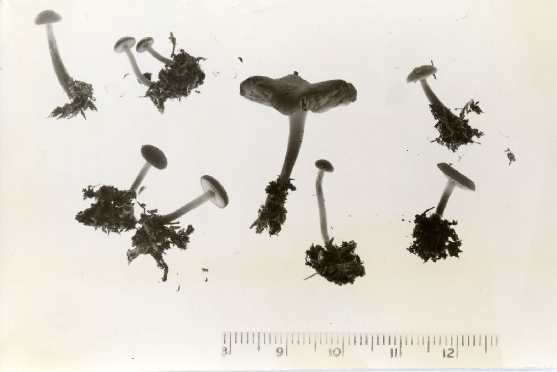 Gymnopilus fulgens image