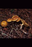 Gymnopilus flavidellus image