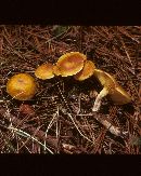 Gymnopilus flavidellus image