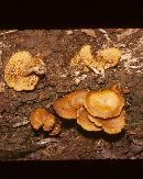 Gymnopilus flavidellus image