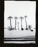 Gymnopilus fulgens image