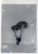 Gymnopilus humicola image